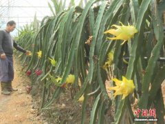 江西都昌：统战赋能特色产业 百花齐放拓宽乡村振兴路